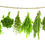 Set of Spice Herbs - Hanging and Drying, isolated