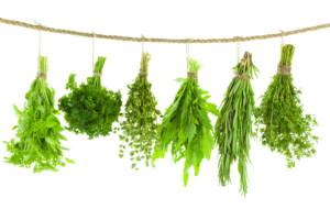 Set of Spice Herbs - Hanging and Drying, isolated