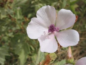 800px-althea_officinalis_flor