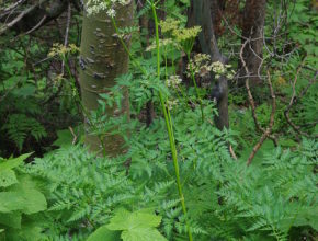 800px-ligusticum_porteri_habitus