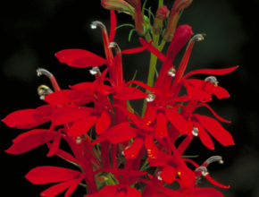 lobelia_cardinalis_-_cardinal_flower