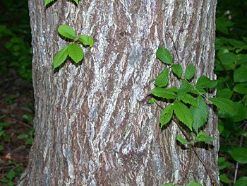 slippery-elm-bark-1