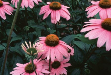 echinacea-1