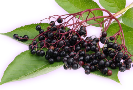 main_blackelderberry_03